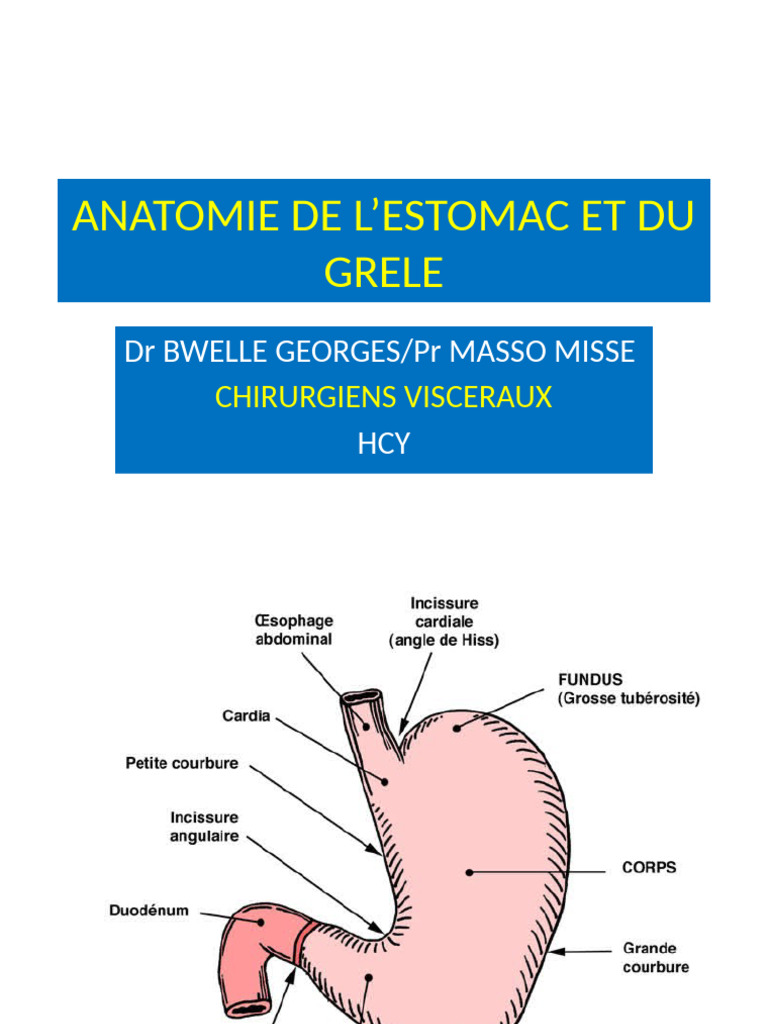 Anatomie de l'Estomac et du Grêle PDF Estomac Appareil digestif — free download