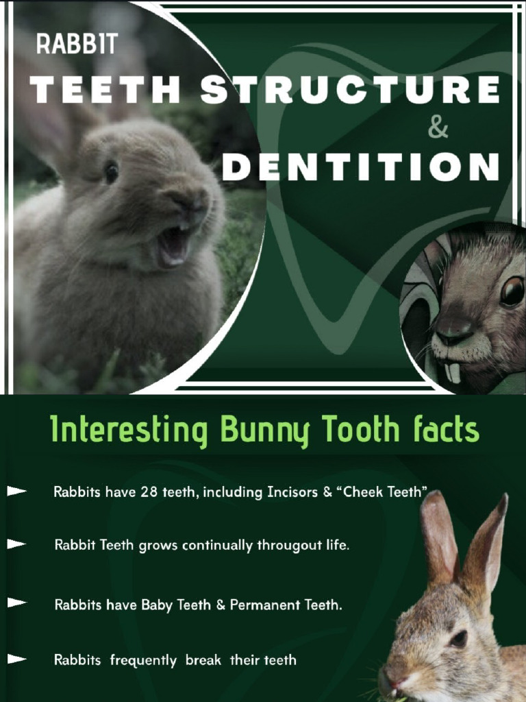 Rabbit Dentition | PDF