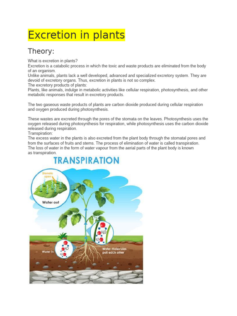 Excretion In Plants An Overview Of Transpiration And Its