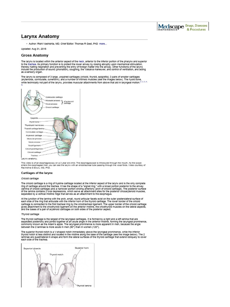 Larynx Anatomy Overview and Functions | PDF | Larynx | Common Carotid ...