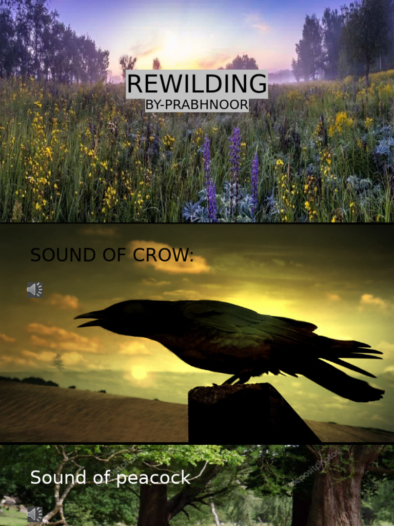Rewilding Project | PDF
