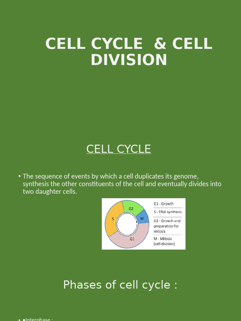 Cell Cycle and Division Explained | PDF | Meiosis | Mitosis