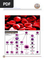 Red Blood Cell Morphology Guide | PDF | Anemia | Red Blood Cell