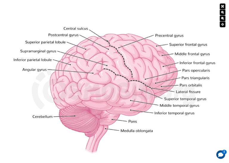 Anatomy of The Cerebral Cortex Video, Causes, & Meaning Osmosis 3 | PDF
