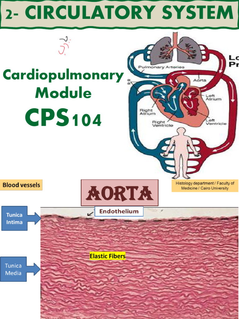 10 - Circulatory System (2022-2023) | PDF | Artery | Vein