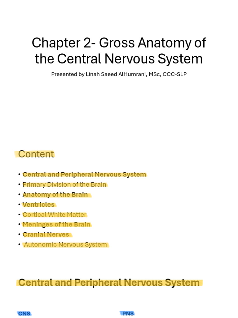 Central Nervous System Anatomy Overview | PDF | Human Brain | Parietal Lobe