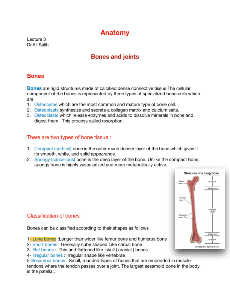 Human Bone and Joint Anatomy Overview | PDF | Bone | Cartilage
