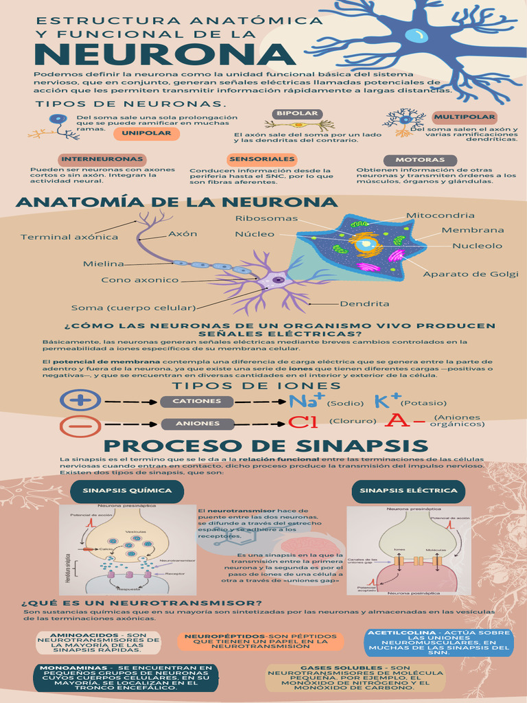 Tipos de Sinapsis y Neuronas | PDF | Neurona | Sinapsis