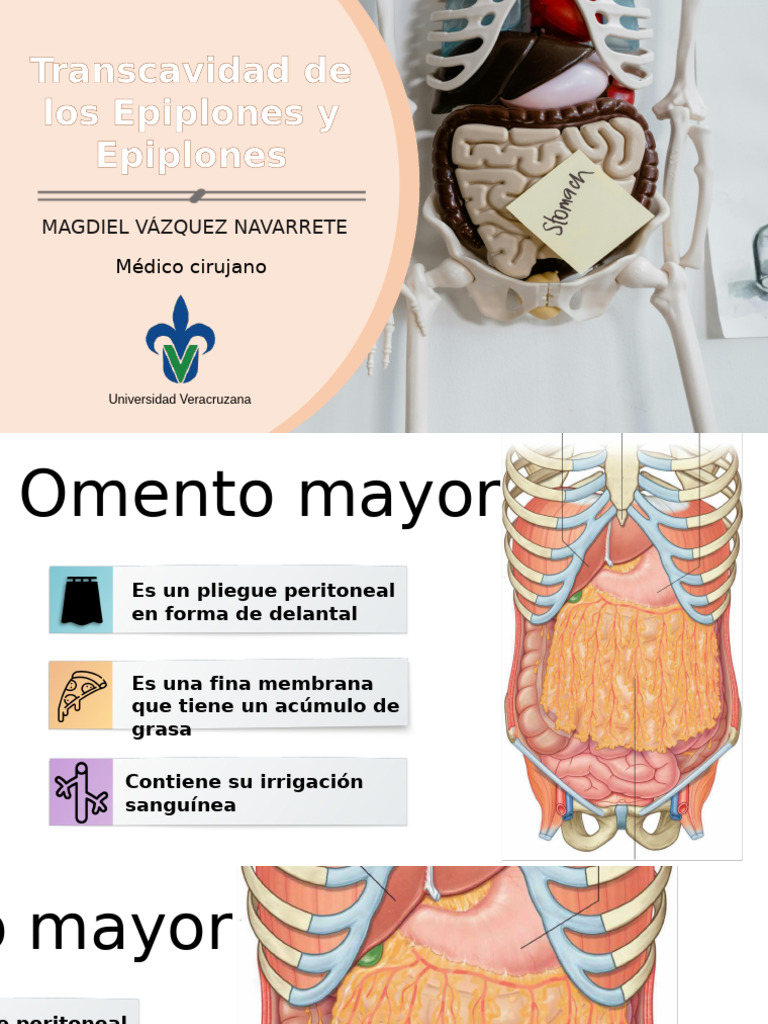 Transcavidad y Epiplones en Anatomía | PDF | Estómago | Hígado