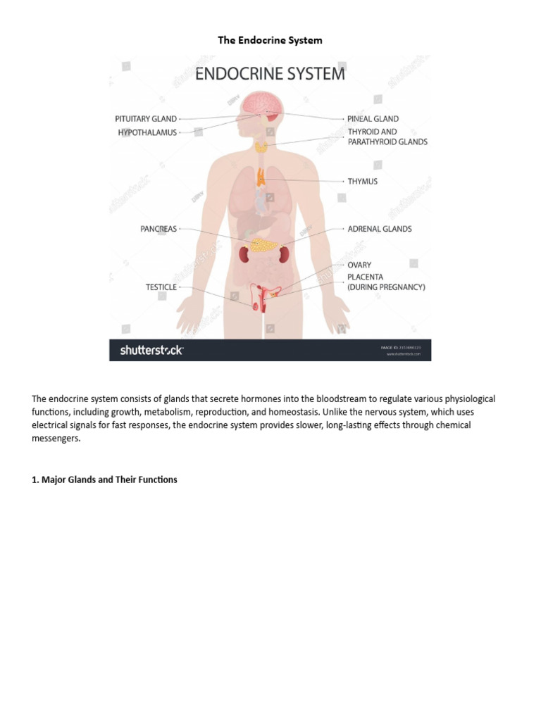 Pituitary Gland in Sella Turcica | PDF | Adrenal Gland | Endocrine System