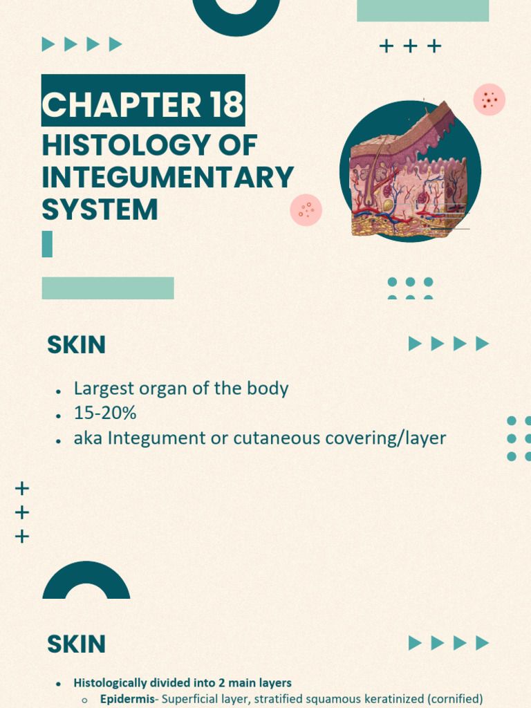 Histology of the Integumentary System | PDF | Epidermis | Skin