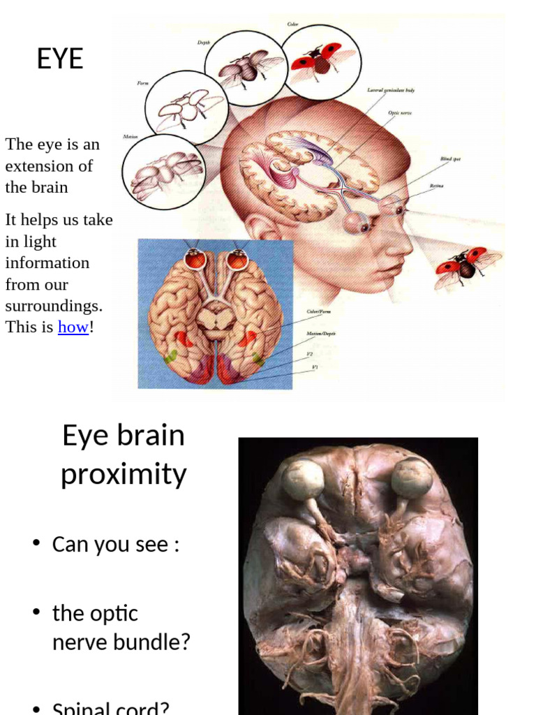 Anatomy and Dissection of the Eye | PDF | Eye | Cornea