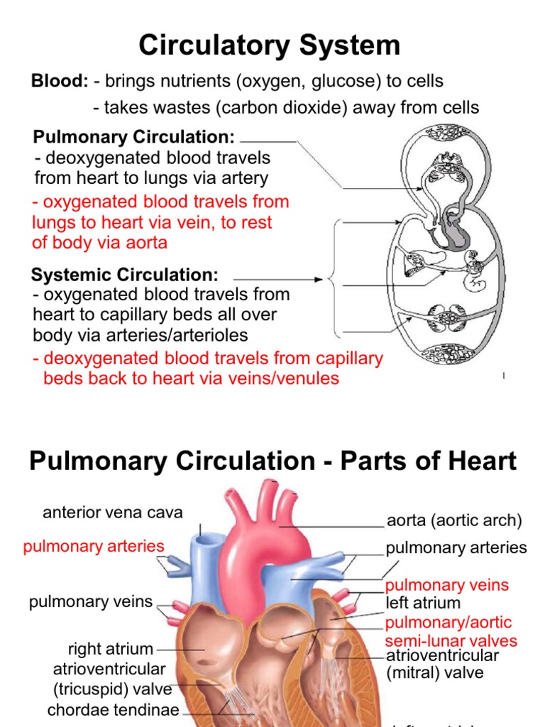 Circulatory System Notes | PDF | Heart Valve | Ventricle (Heart)