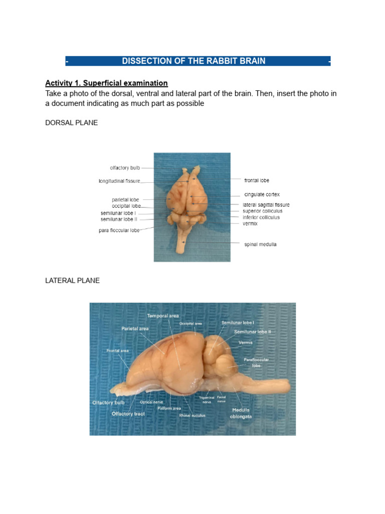 Rabbit Brain Dissection Guide | PDF