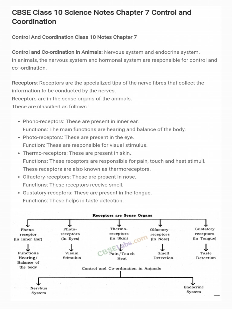 Bio Notes Control and Coordination | PDF