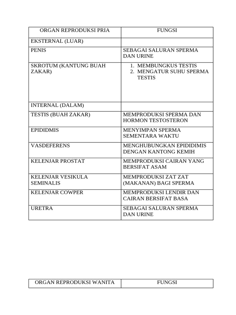 Organ Reproduksi Pria | PDF
