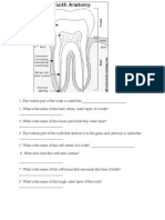 Parts of Teeth and Their Functions