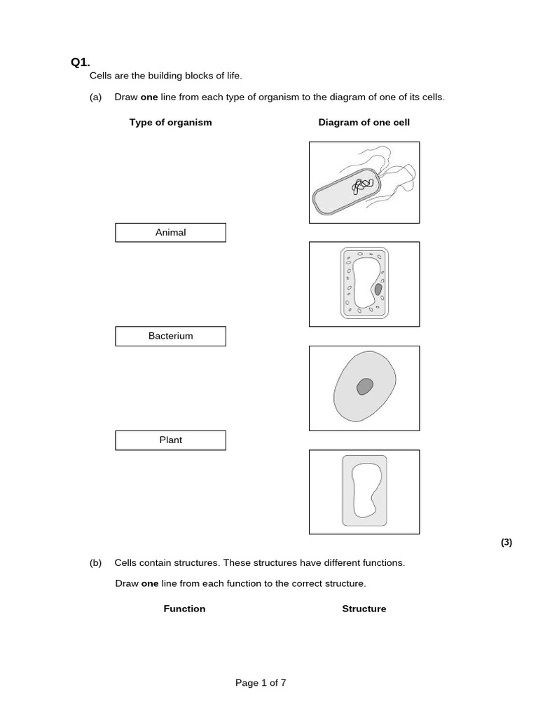 Cells Questions | PDF | Cell (Biology) | Microscopy