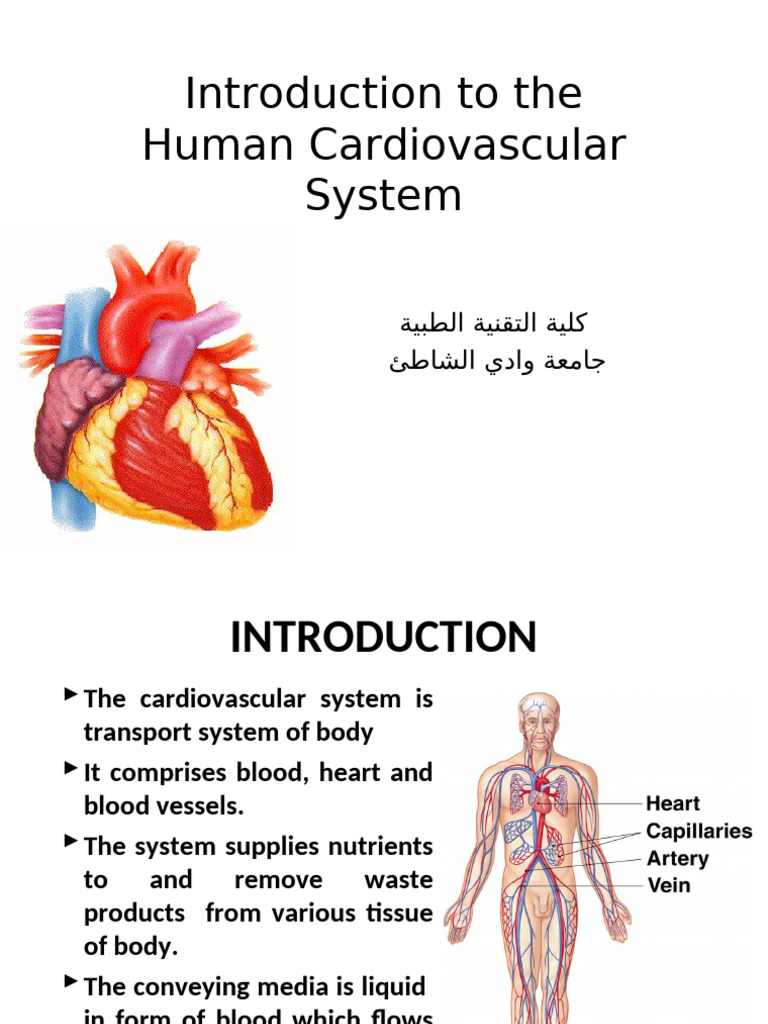 Overview of the Cardiovascular System | PDF | Artery | Blood Vessel