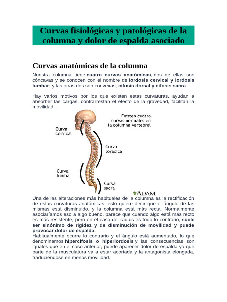 Curvas de la columna y dolor de espalda | PDF | La columna vertebral ...