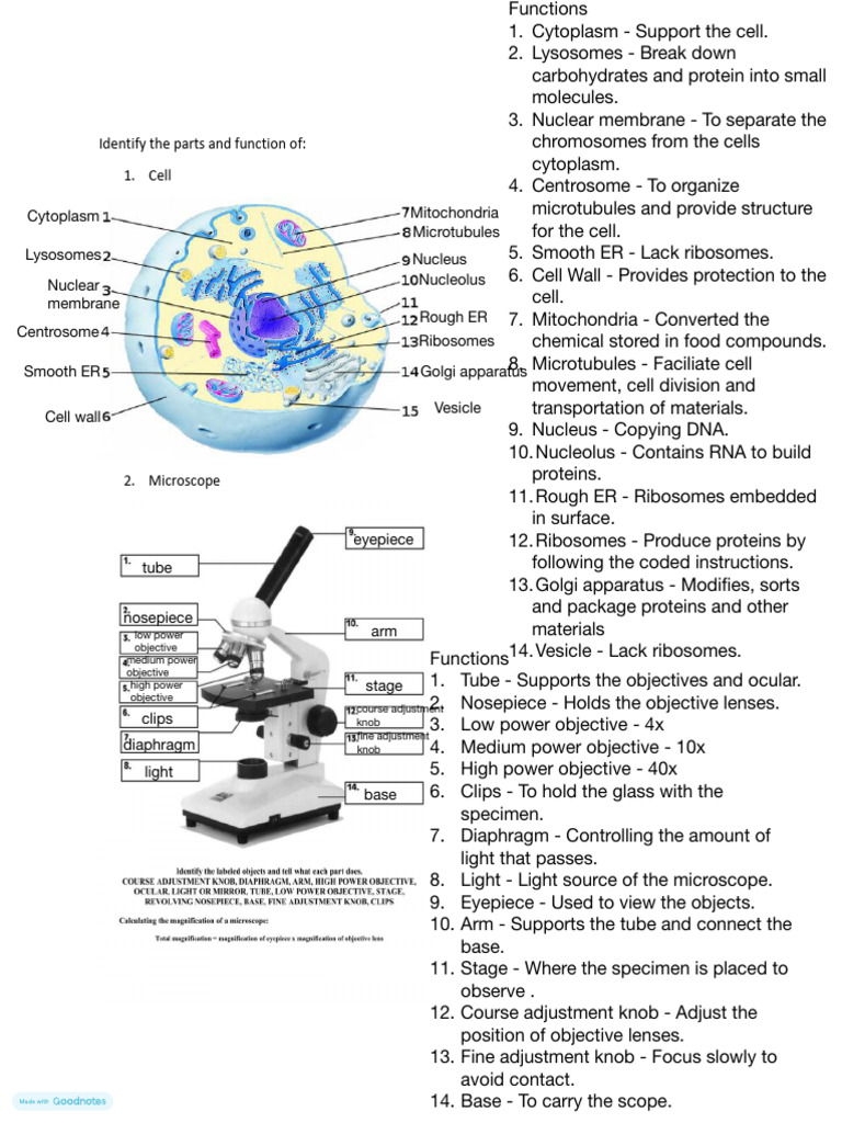 Microscope and Cell Structure Functions | PDF | Cell Membrane | Cell ...