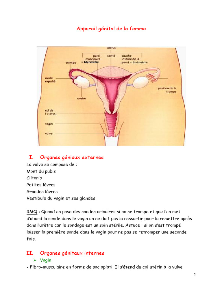 anatomie-de-l-appareil-g-nital-f-minin-pdf