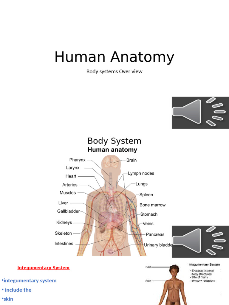 Overview of Human Body Systems | PDF | Human Body | Circulatory System