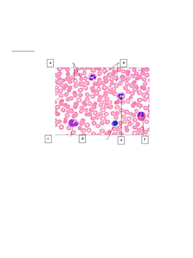 App 8th lab activity cardiovascular system blood and heart pdf