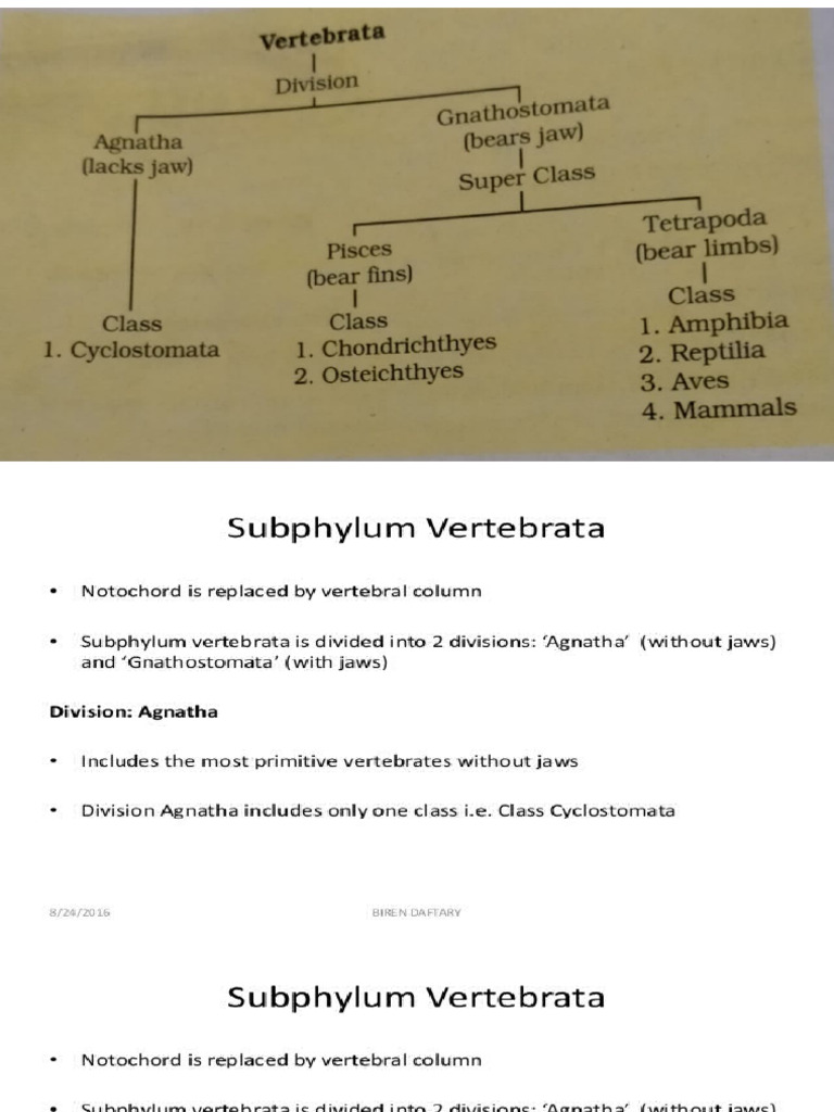 Sub Phylum - Vertebrata | PDF