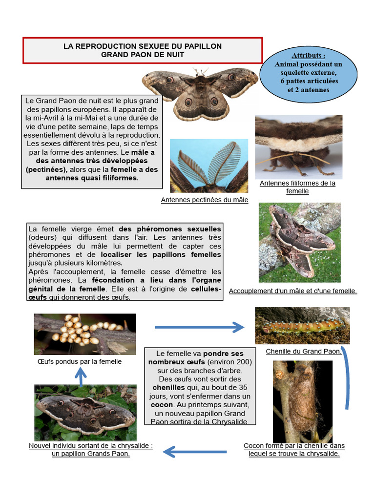 Reproduction du Grand Paon de Nuit | PDF | Mâle | Femelle