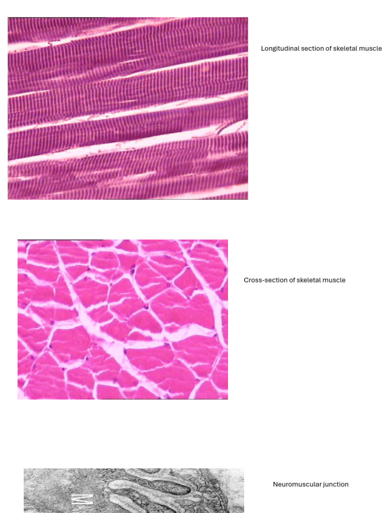 Schematic Overview of Muscle and Bone Histology | PDF | Bone ...