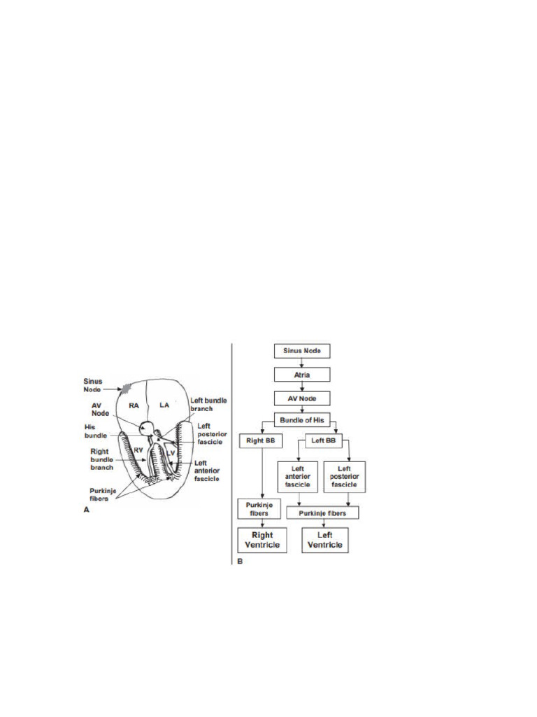 Ecg | PDF