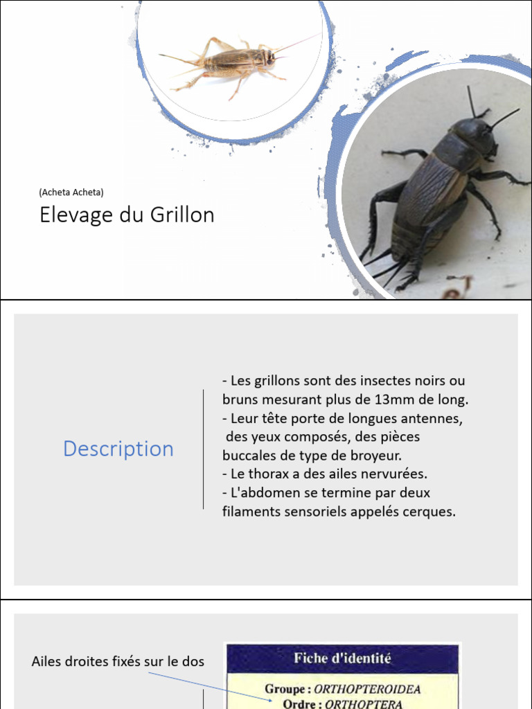 Élevage et cycle de vie des grillons PDF Insectes Zoologie — free download
