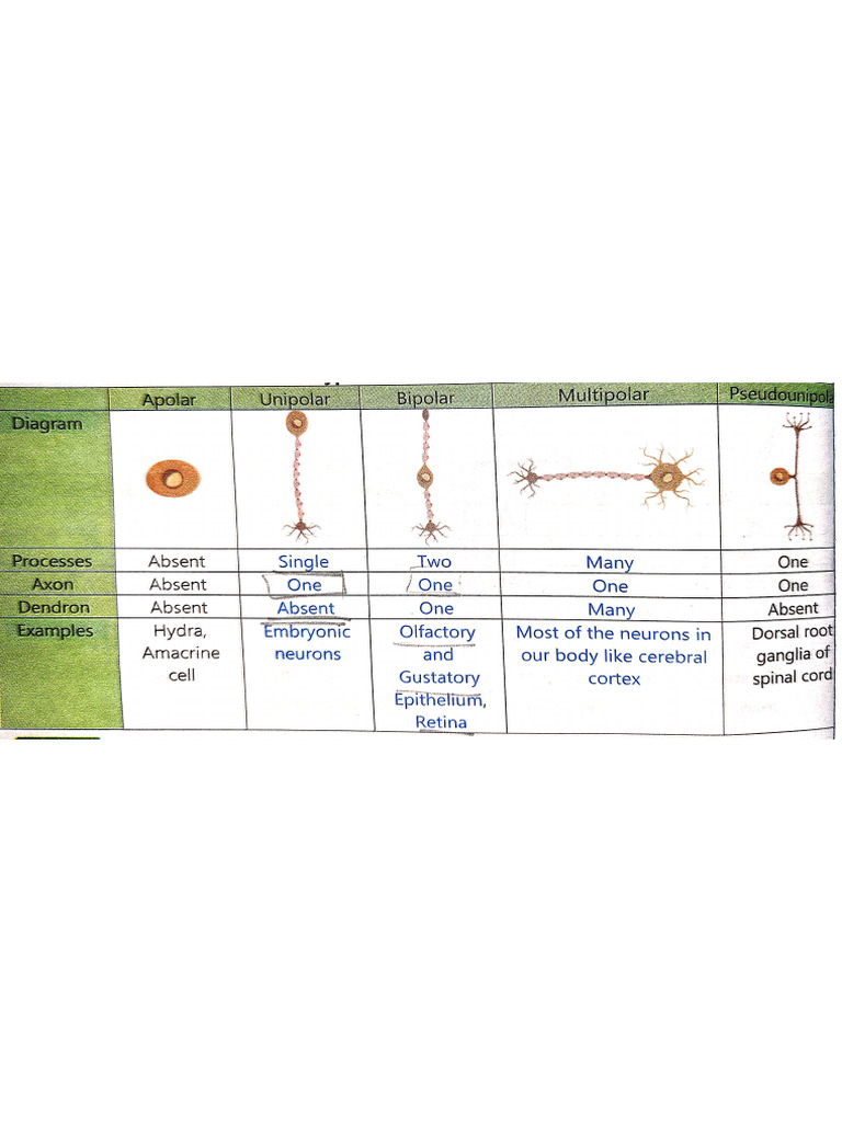 Neural Control and Coordination | PDF