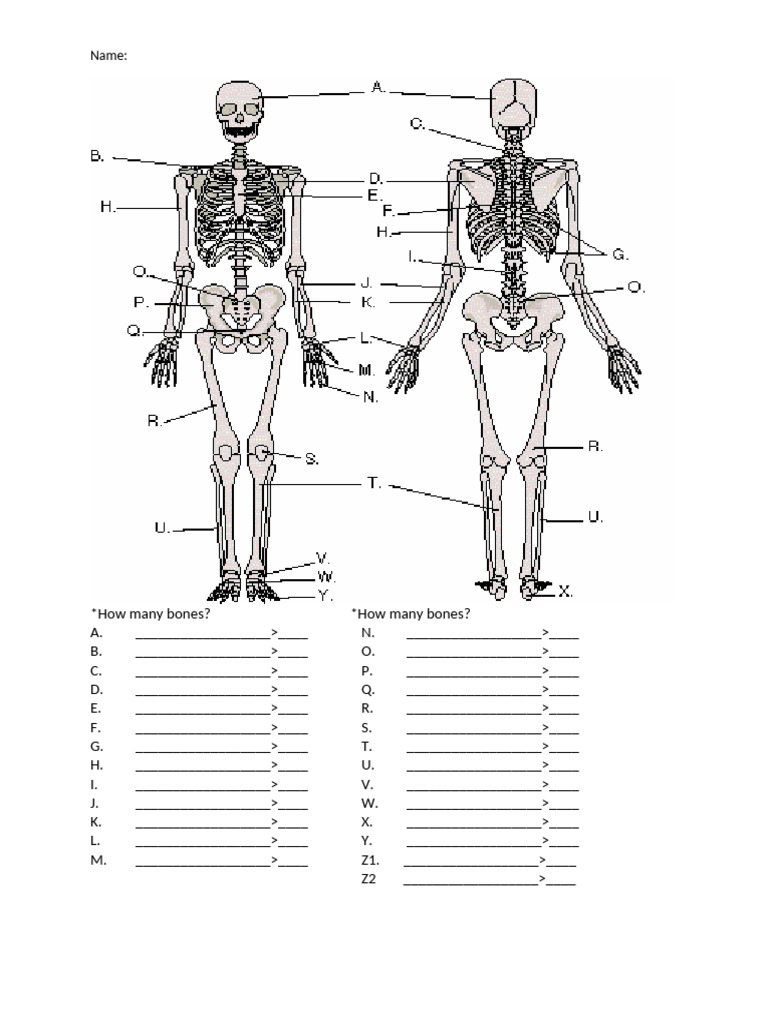 Bone Count Quiz Template | PDF