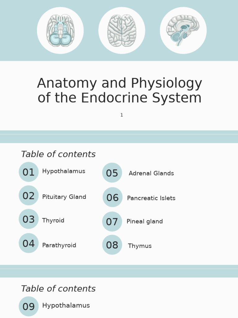 Endocrine Complete 120311 | PDF | Adrenal Gland | Hormone