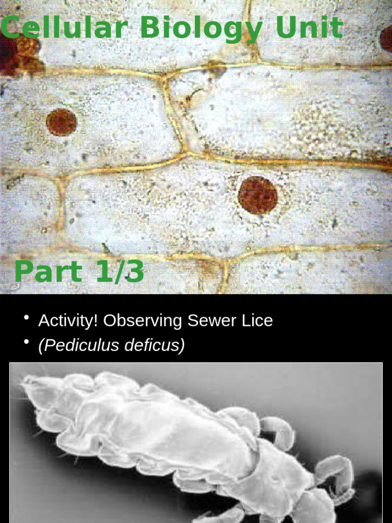 Part+1+Intro+to+Cells | PDF | Eukaryotes | Prokaryote