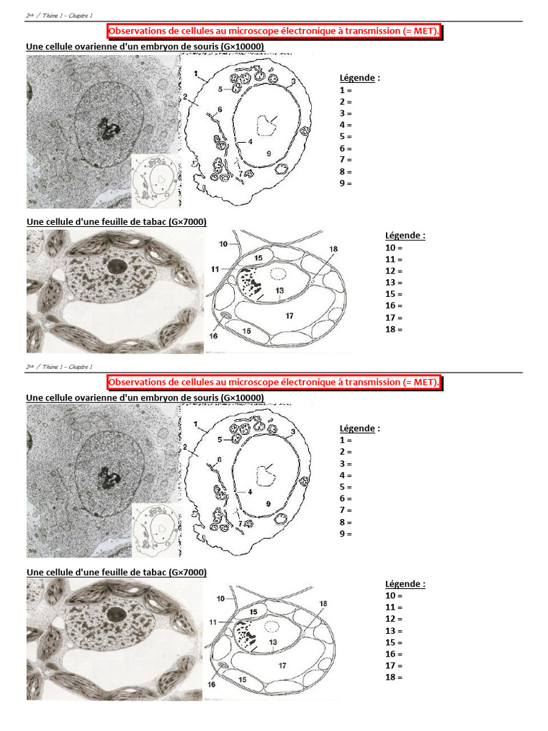 Observations de cellules au MET | PDF | Cellule (Biologie) | Biologie ...