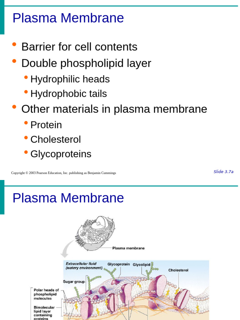 Inbound 8267887967358549977 | PDF | Cell Membrane | Membrane Biology