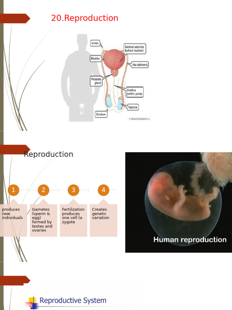 Chapter 20 Reproduction | PDF | Menstrual Cycle | Ovary