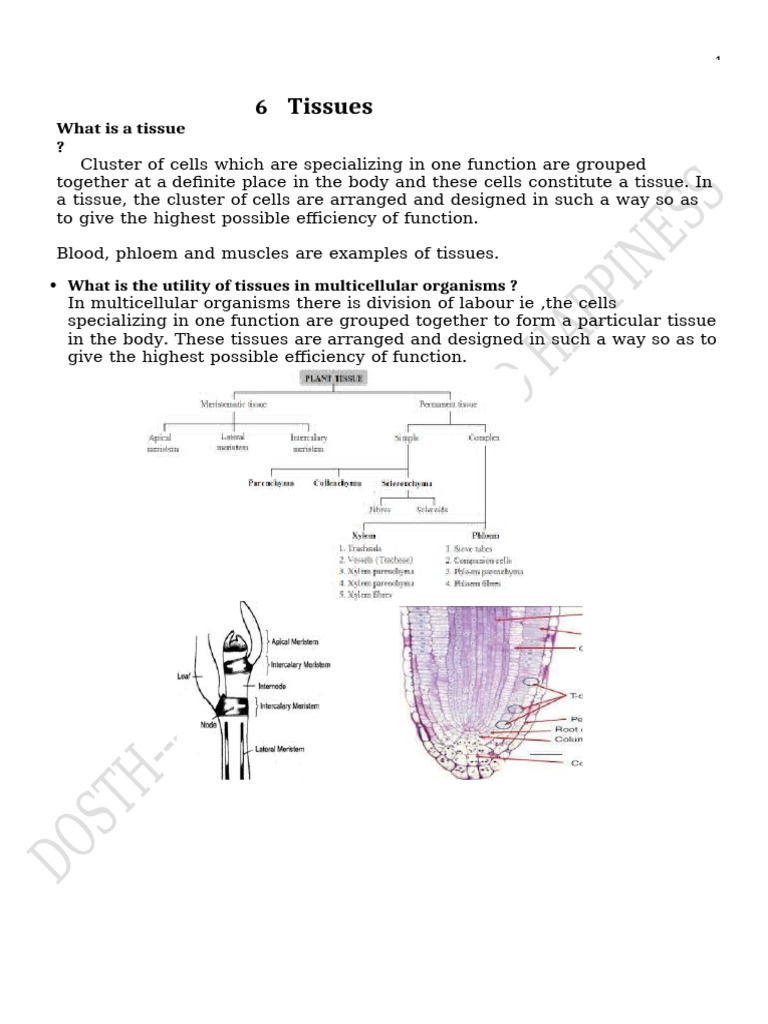 Types and Functions of Plant Tissues | PDF | Epithelium | Tissue (Biology)