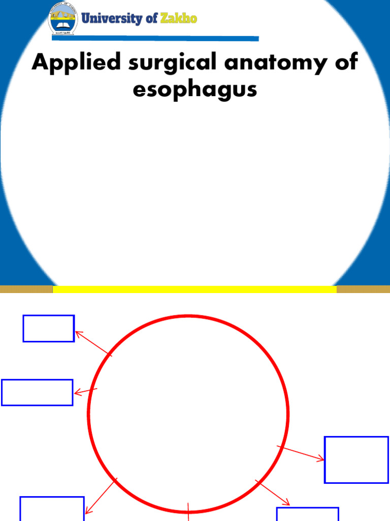 Surgical Anatomy of the Esophagus | PDF | Esophagus | Stomach