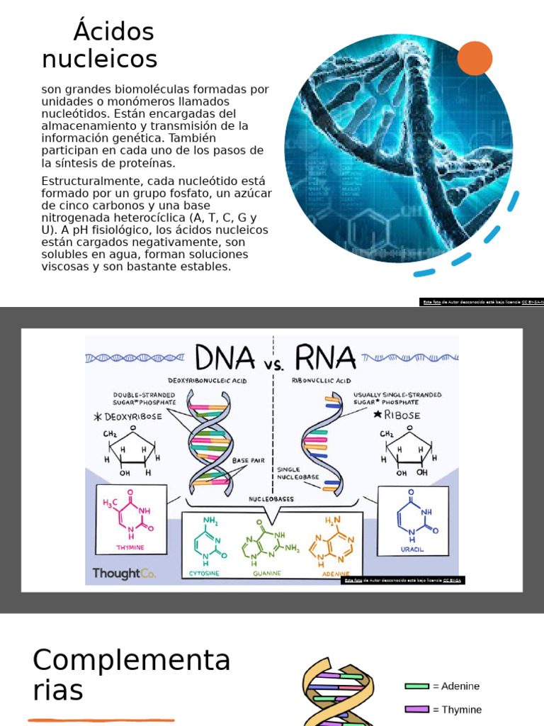 Adn Clase de Naturales | PDF | Rna | Nucleótidos