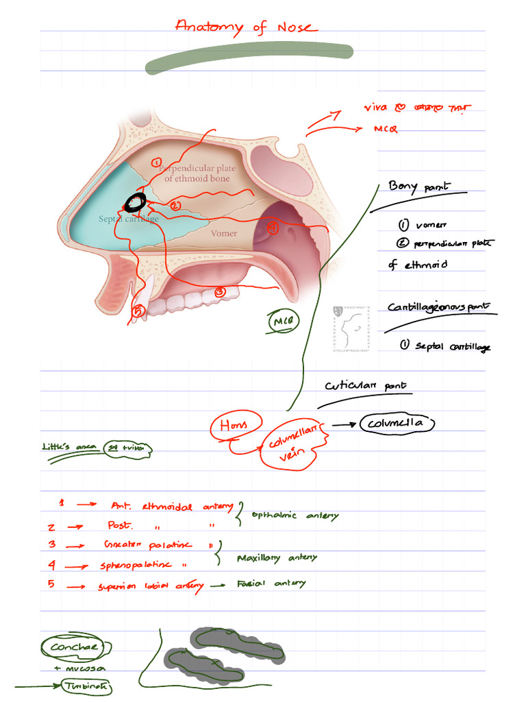 Anatomy of Nose, Symptoms of Nasal Disease, Foreign Body in Nose | PDF