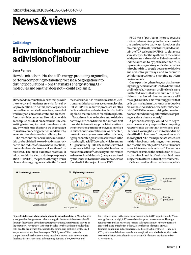 d41586-024-03469-0 | PDF | Mitochondrion | Adenosine Triphosphate