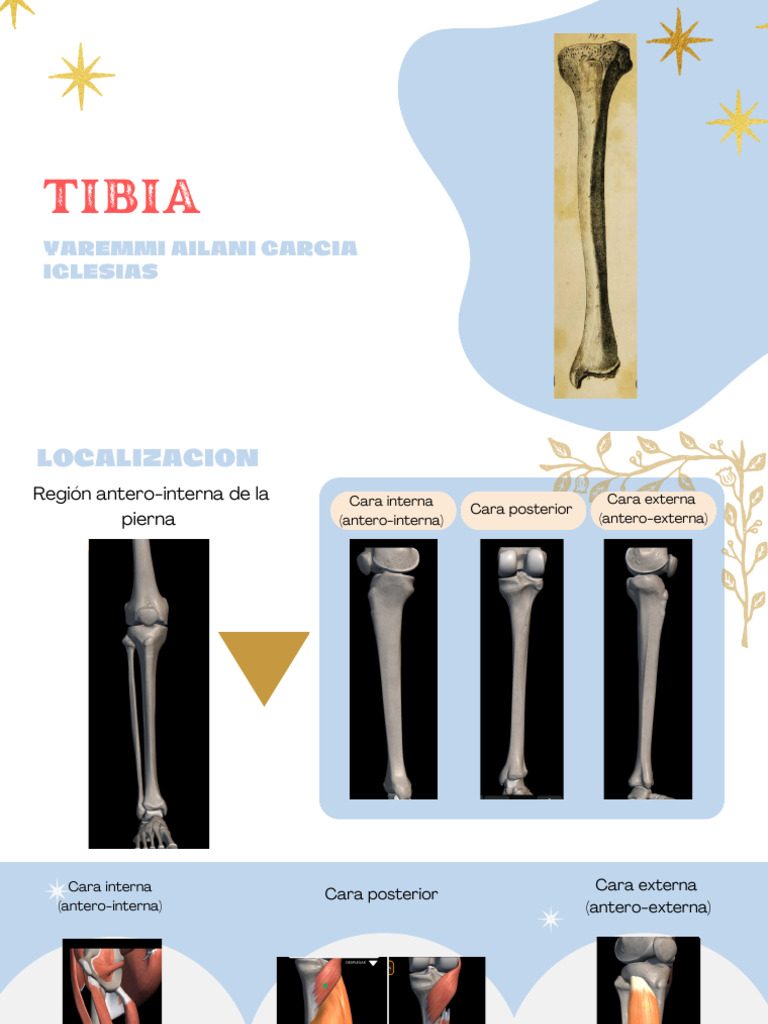Anatomía y partes de la tibia | PDF | Anatomía humana | Anatomía del ...