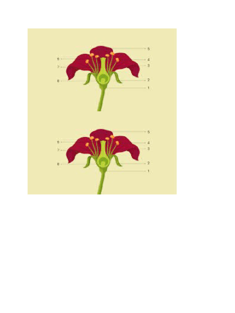 Flower With No Label | PDF