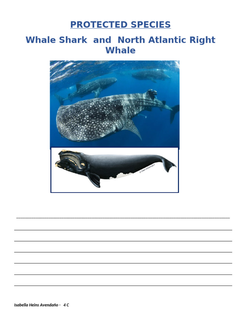 Protected Species: Whale Sharks & Right Whales | PDF