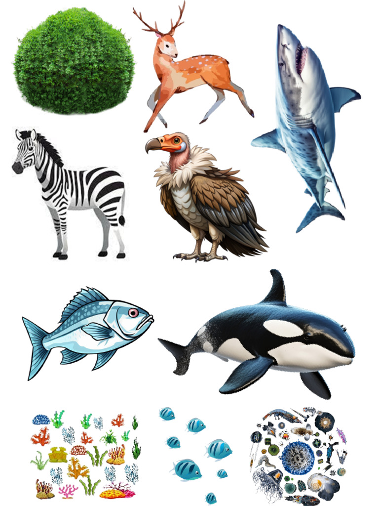 Animals | PDF