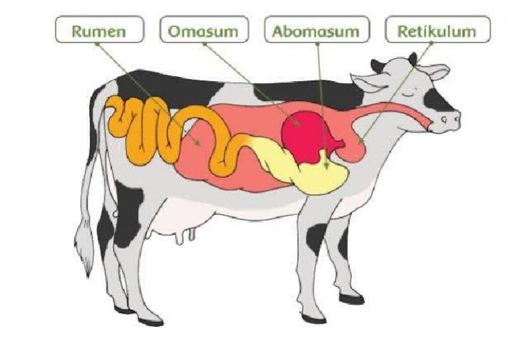 SAPI | PDF